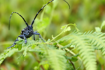 ゴマダラカミキリムシ虫