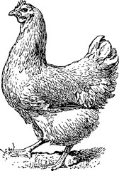 Vintage drawing chicken