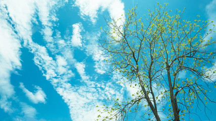 tree upper with cloudy sky