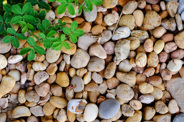Green plant calm pebble stone for background