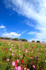 コスモス畑＠長崎県諫早市白木峰