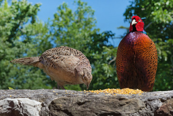 Coppia di fagiani 