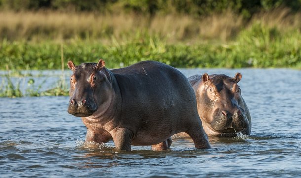 Hippopotamus in the water. The common hippopotamus (Hippopotamus amphibius)