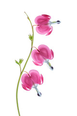 Fototapeta premium Dicentra Spectabilis flowers