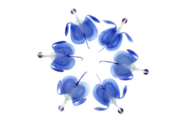 A circle arrangement of Dicentra flowers