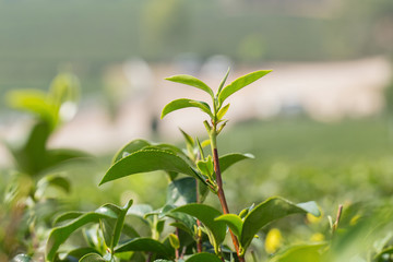 closeup fresh green tea leaves