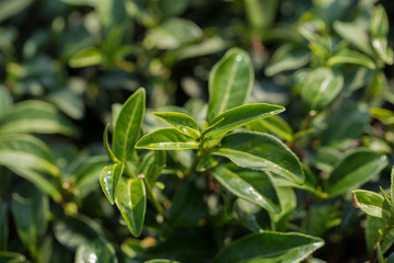 Fototapeta premium closeup fresh green tea leaves