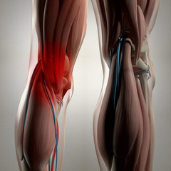 Human anatomy. Back of legs, calf muscles, knees, pain. 3d illustration. © Anatomy Insider