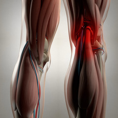 Human anatomy. Back of legs, calf muscles, knees, pain. 3d illustration. © Anatomy Insider