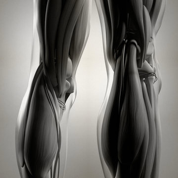 Human anatomy. Back of legs, calf muscles, knees, pain. 3d illustration.