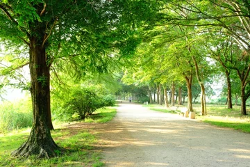 Photo sur Plexiglas Été 新緑を迎えた公園の散歩風景