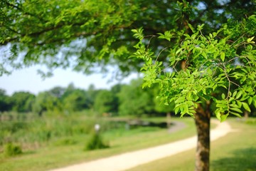 新緑を迎えた公園