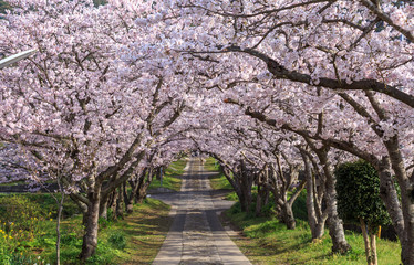 桜のアーチ