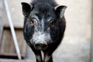 Вьетнамская свинья 