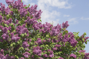 Rich flowering lilac on blue sky background
