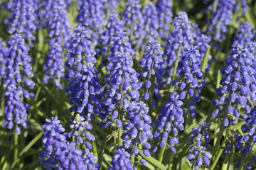Muscari Armeniacum or Blue Grape Hyacinth