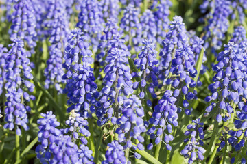 Obraz premium Muscari Armeniacum or Blue Grape Hyacinth