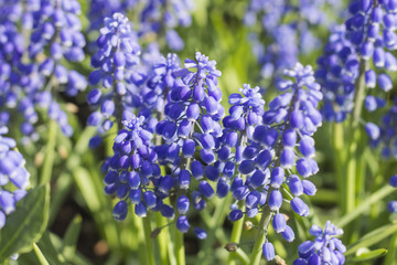 Muscari Armeniacum or Blue Grape Hyacinth