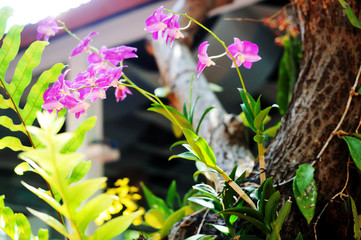 Beautiful purple orchid