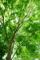 Obraz premium 新緑イメージ