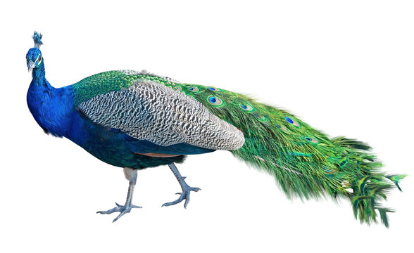 the Beautiful Peacock