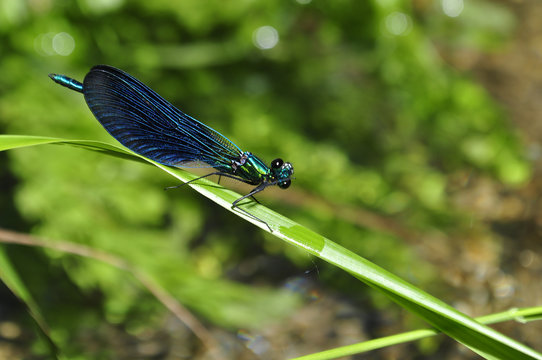 Lib&eacute;lula