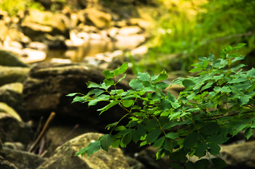 Tree branches over rocks in water at Black river gorge trekking path, west Serbia