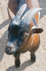 Fototapeta premium Portrait of goat