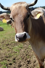 braunes Vieh (Kuh)