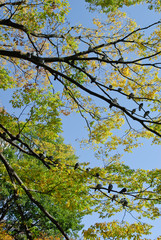 木の枝にとまるハト