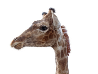 Fototapeta na wymiar Giraffe head face