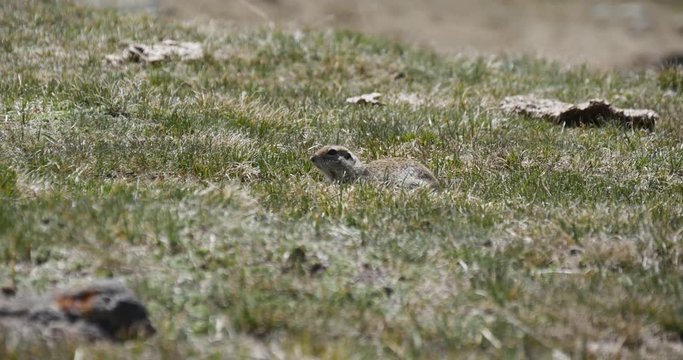 Gopher lurking