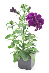 Double petunia in pot isolated on white
