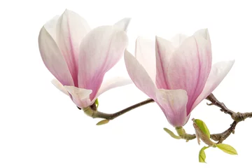 Foto op Plexiglas Magnolia Tulpenmagnolie