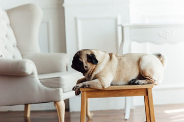 Pug on a wooden floor looking at the camera .