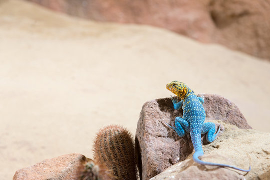 eastern collared lizard (lizard with a blue body color and a yel