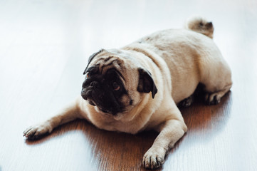 Pug on a wooden floor looking at the camera .