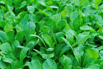 Fototapeta na wymiar Green choy sum in growth at vegetable garden..