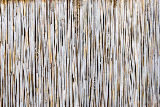texture of the dry reeds