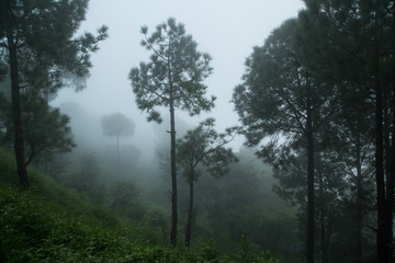Obraz na płótnie Canvas Forest fog