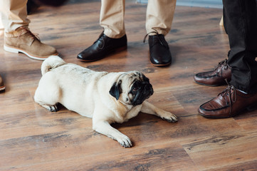 Pug on a wooden floor looking at the camera .