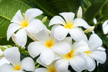 Photo sur Plexiglas Frangipanier White frangipani or white plumeria flowers on tree