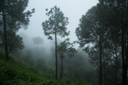 Fototapeta Forest fog