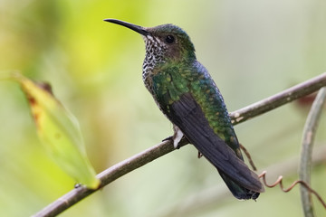 Female White-necked Jacobin - Panama