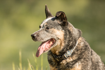 Hunde Portrait im Frühling vor grünem Hintergrund - Australien Cattle Dog