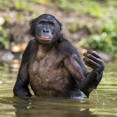 Bonobo ( Pan paniscus ) standing in water