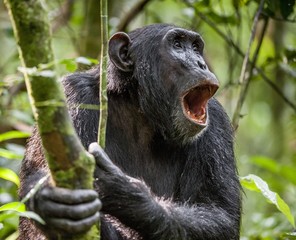 Shouting a Angry Chimpanzee. The chimpanzee (Pan troglodytes) shouts in rain forest, giving signs...