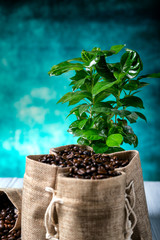 Ground coffee with coffe plants
