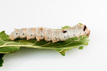 Silkworms on Mulberry leaf