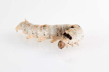 silkworm on white background